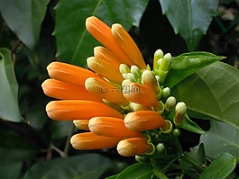 炮仗花,黃金珊瑚,臺北
