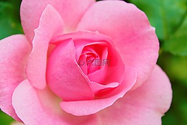 玫瑰,花,開花