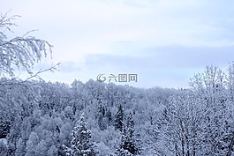 寒冬,冬季森林,天空