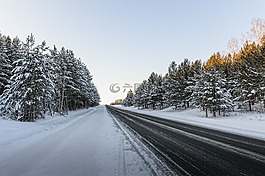 路,森林,松