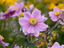 鮮花,粉色,花園