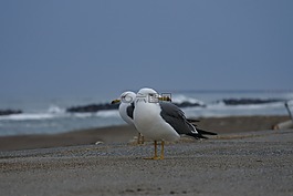 動物,海,海灘