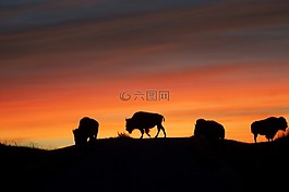 野牛,水牛,日出