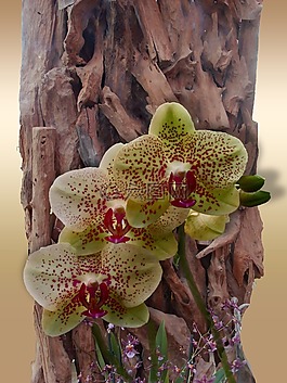 花,蘭花,裝飾