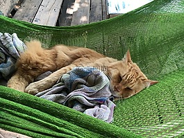 猫,猫吊床,就寝时间