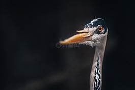 鳥,鳥嘴,羽毛
