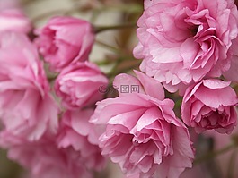 鮮花,粉紅色,春天