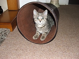 猫,小猫,年轻