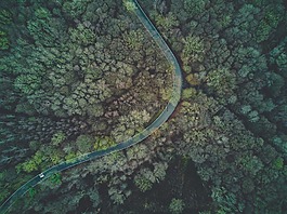 空氣,森林,伍茲