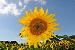 太陽花,蜜蜂,性質(zhì)