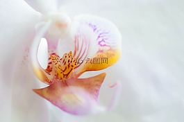 蘭花,花,開花