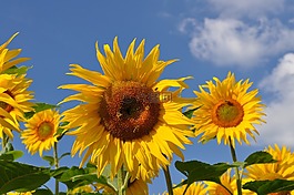 太陽(yáng)花,蜜蜂,性質(zhì)