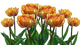 性質(zhì),郁金香,花