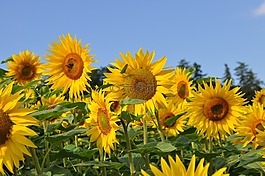 太陽花,蜜蜂,性質(zhì)