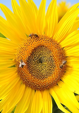 太陽花,蜜蜂,性質(zhì)