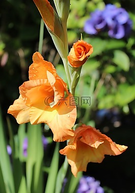 開花,廠,花園