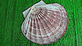 貝殼,扇貝,性質(zhì)