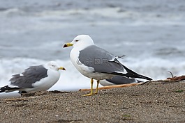 動物,海,海灘