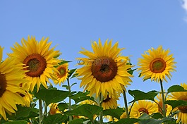 太陽花,蜜蜂,性質(zhì)