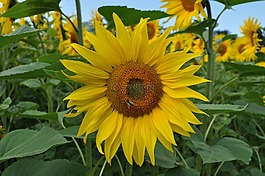 太陽花,蜜蜂,性質(zhì)