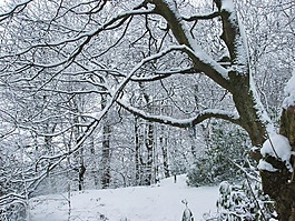 樹,雪,冬天