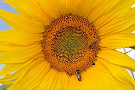 太陽花,蜜蜂,性質