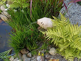 水,池塘,花園