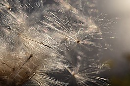飛行的種子,背光,風