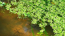 陽光,性質(zhì),綠色