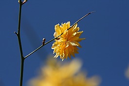 花,黃色,黃色花