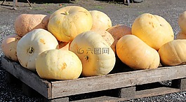 南瓜,黃色,蔬菜