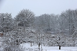 冬天,雪,寒冬