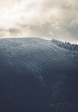 自然,伍茲,森林