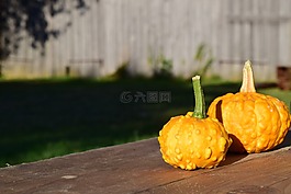 裝飾葫蘆科,南瓜,黃色