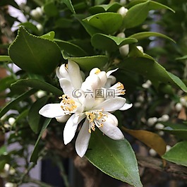 花,植物,花卉