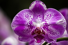 花,蘭花,開花