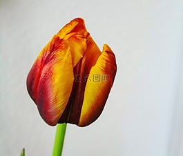 郁金香,紅色,黃色