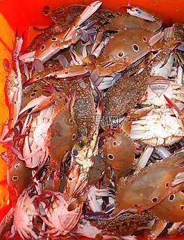 蟹,貝類,海洋