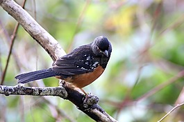 野生動物,鳥,自然
