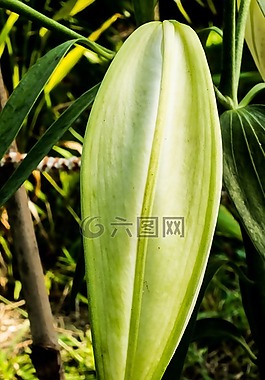 百合,開花,花