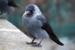 寒鴉,鳥(niǎo),羽毛喙