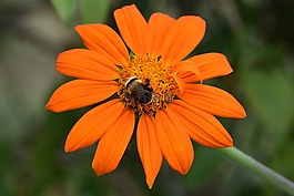 鮮花,蜜蜂,橙色