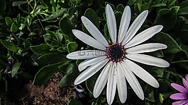 花,雛菊,花的