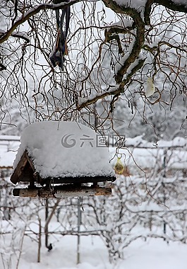 冬天,雪,白
