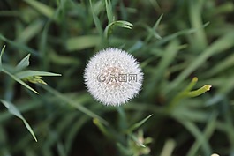 蒲公英,自然,夏天