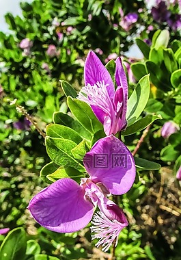蘭花,鮮花,紫色