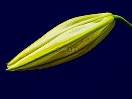 百合,開(kāi)花,花