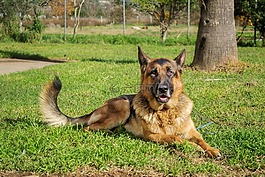 德國牧羊犬,狗,寵物