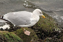 鷗,鳥,海鳥