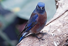 鳥(niǎo),動(dòng)物世界,性質(zhì)